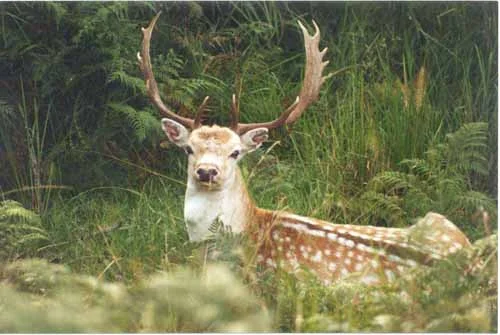 fallow.jpg