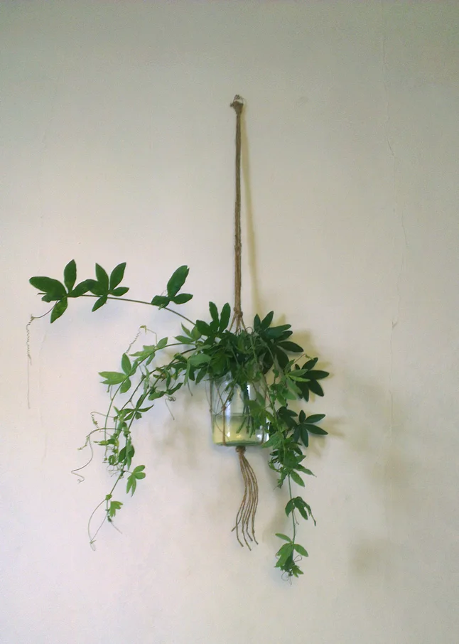 hanging.jpg
