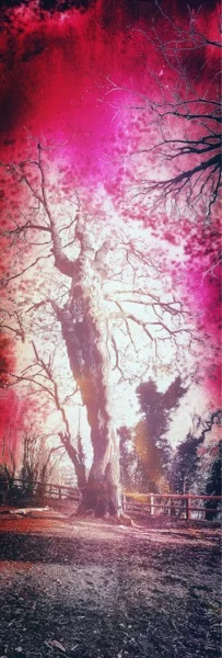 Transient