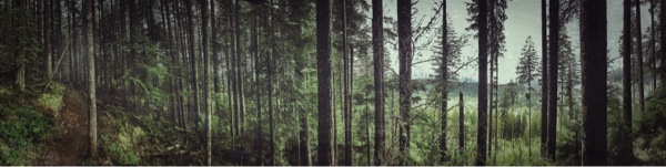Transient