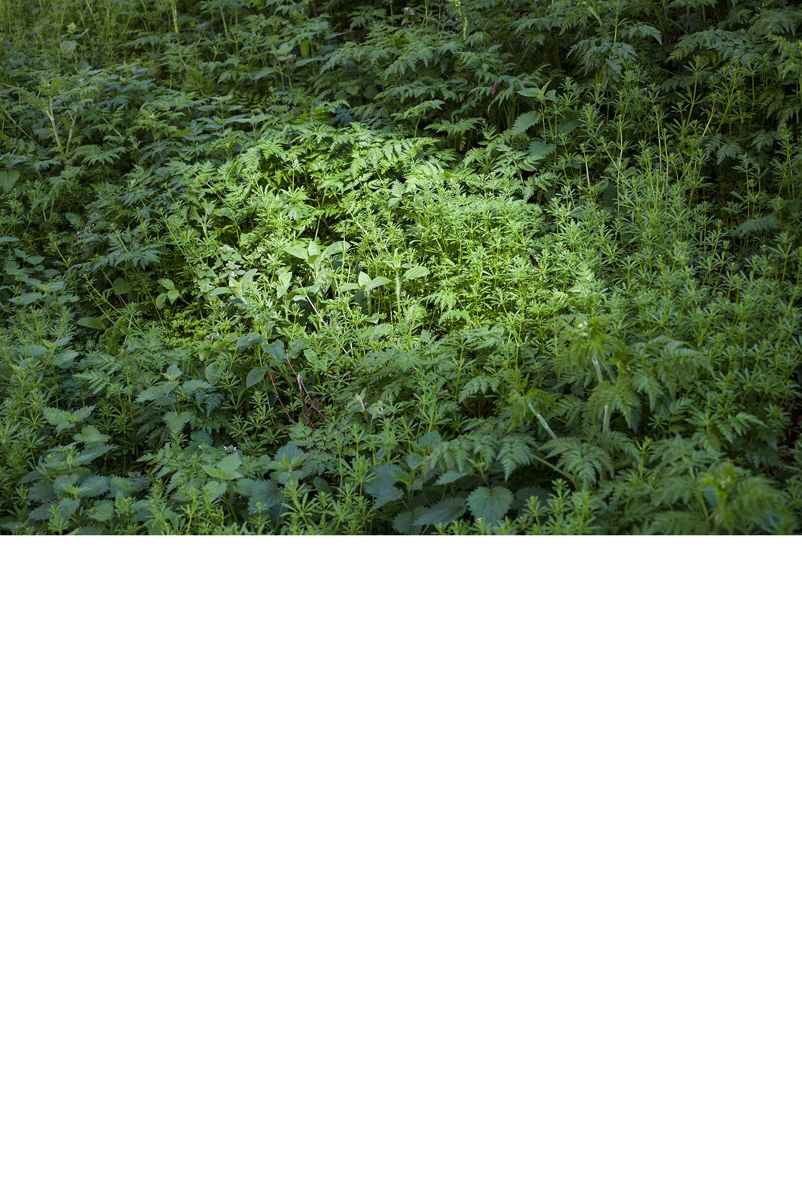 Fine art print 'Green'