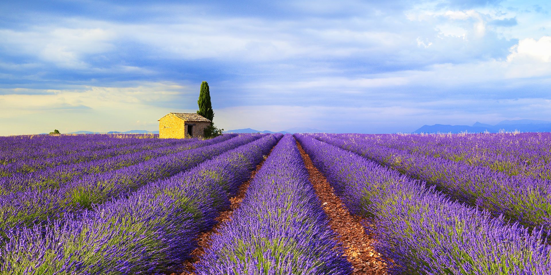 GI_700707559_LavendarFields_Provence.jpg