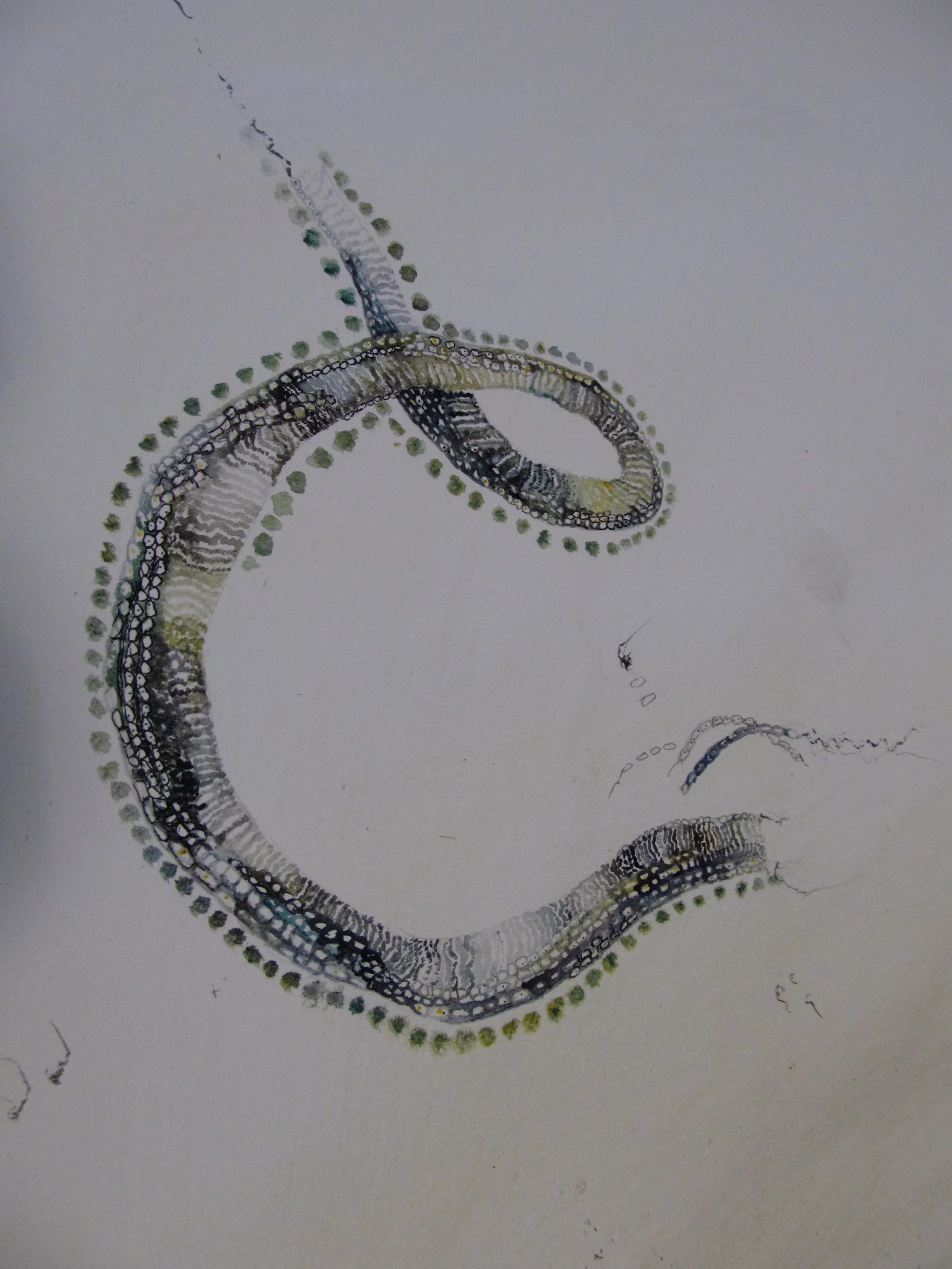 Bwyd Cwcw V (after Ellen Gallagher)