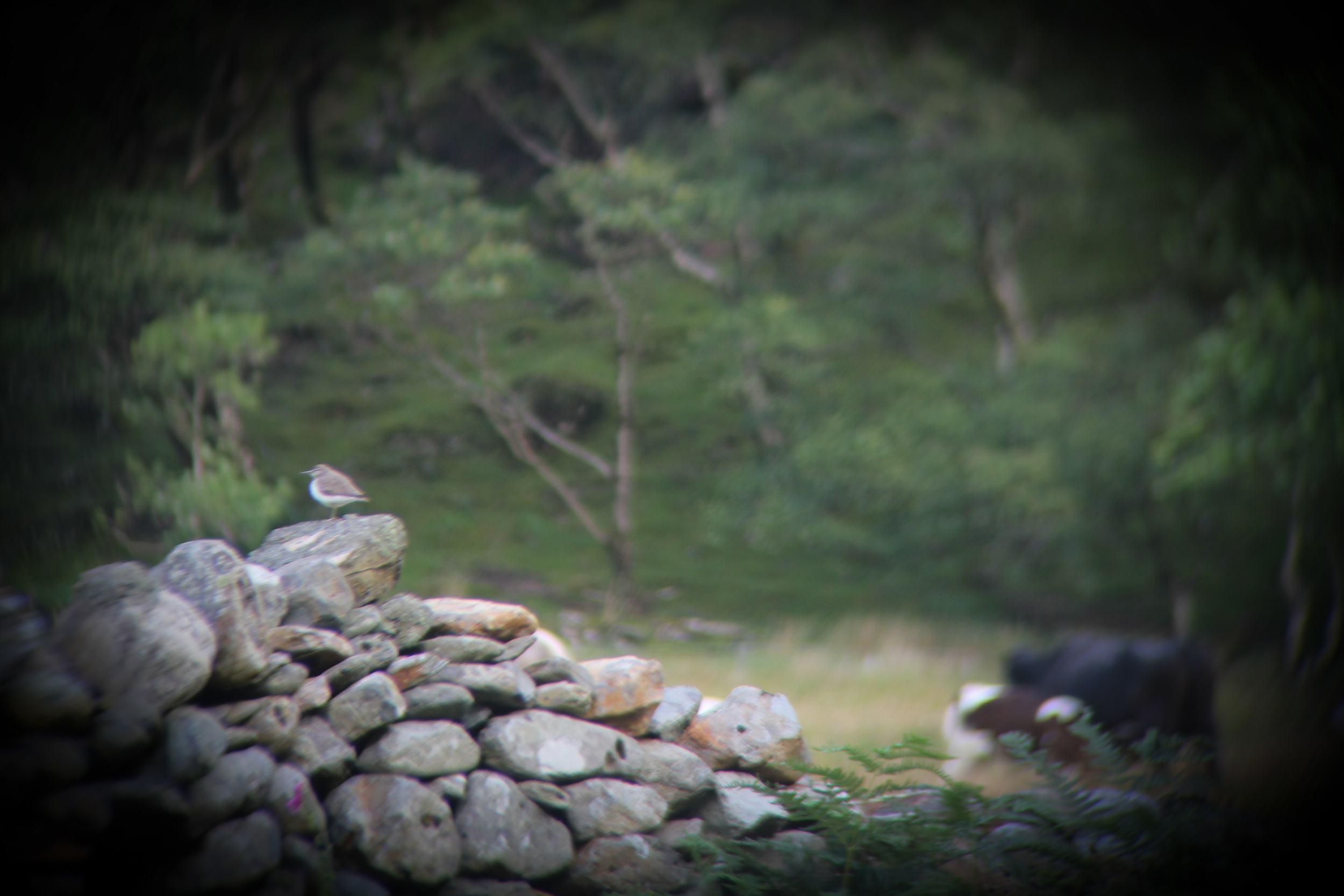 Sandpiper solo, taken through binoculars last summer on the river opposite my studio. This sandpiper had a family, with 2 chicks, but they had disappeared and it searched and peeped for weeks alone, surrounded by a family of cows
