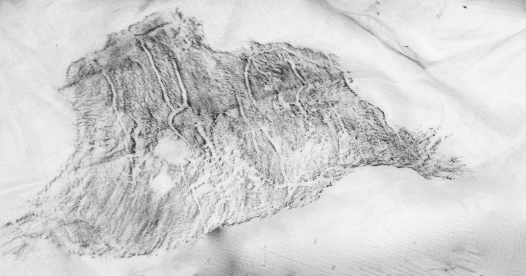 Ash rubbing - 2012 - Fallen Ash -1492.jpg