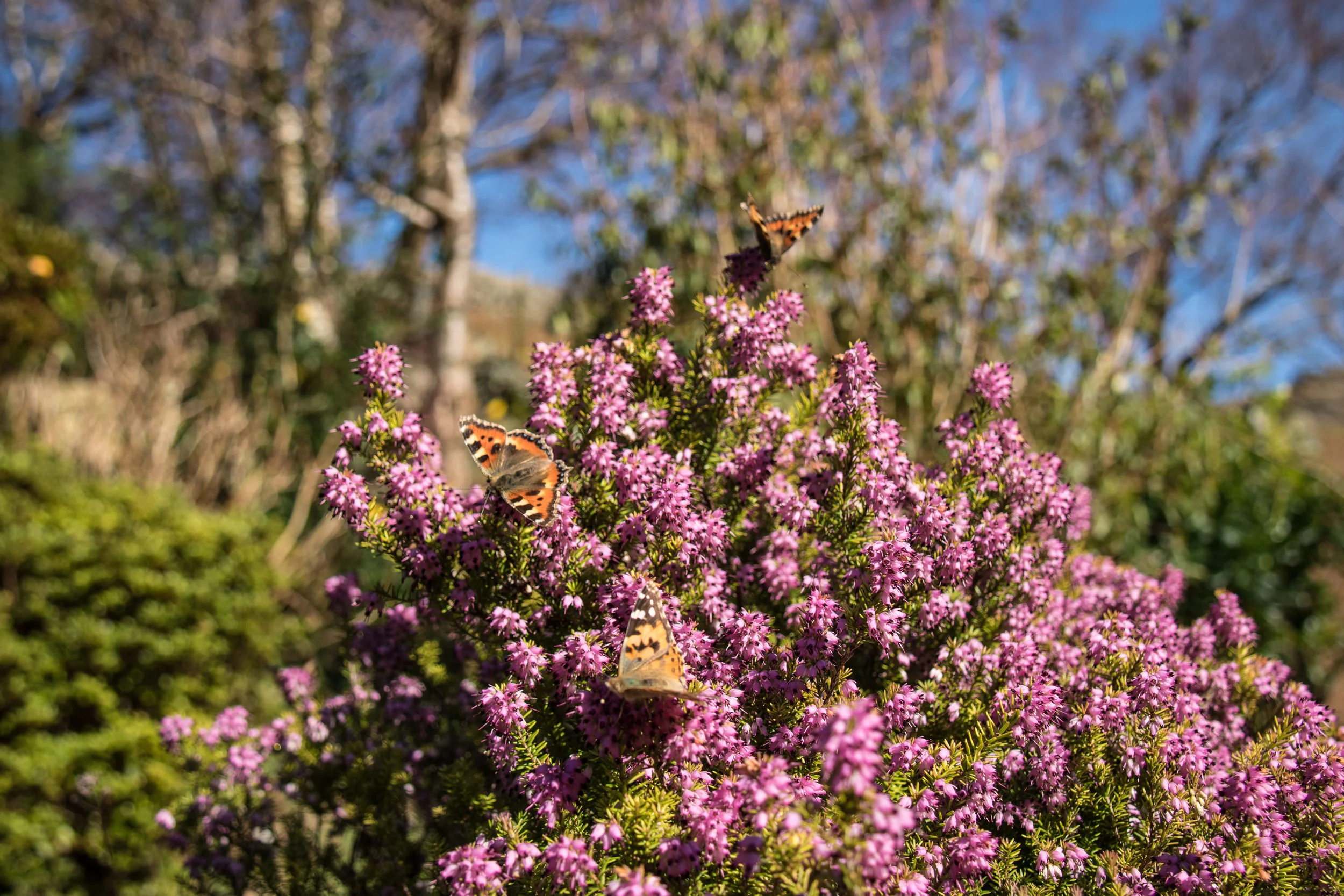 Painted Ladies and Commas (7 of 8).jpg