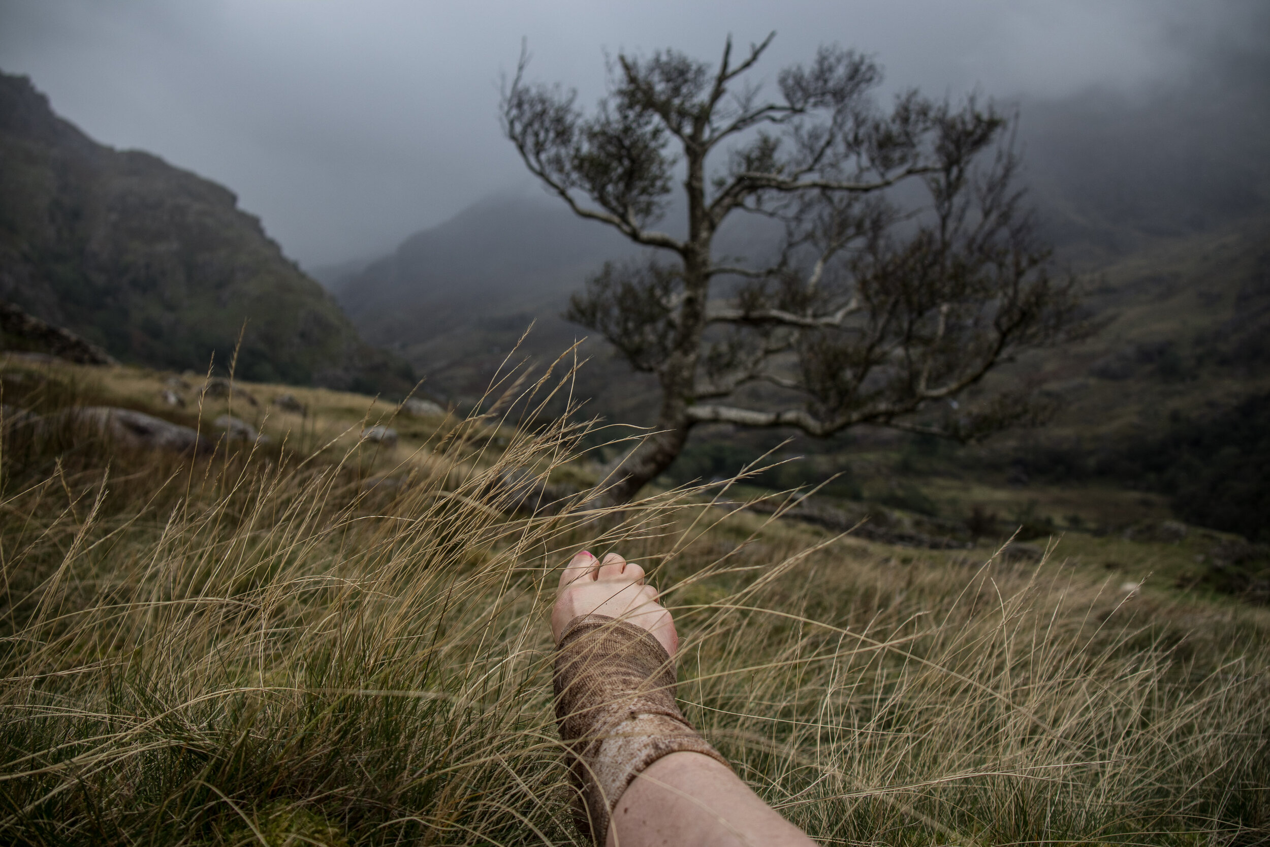 Bedwen Nain: Plants