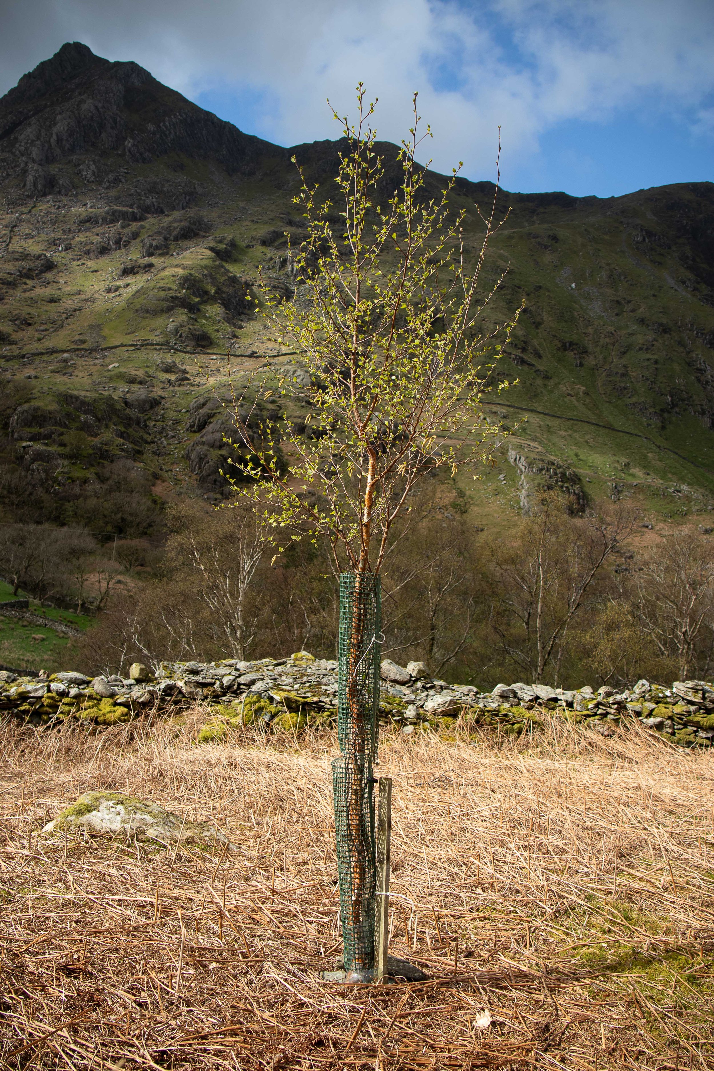 Birch 23 with catkins - first mature tree 16.4.24 (6 of 6).jpg