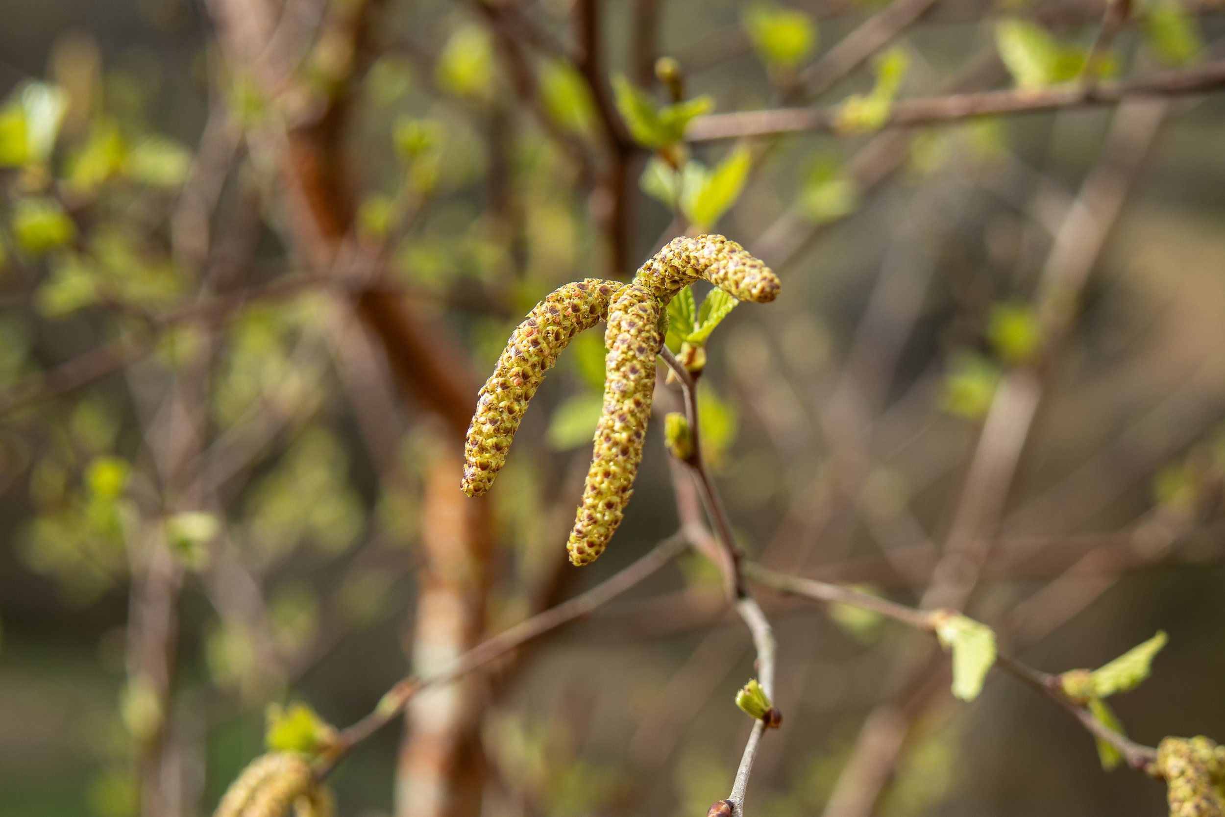Birch 23 with catkins - first mature tree 16.4.24 (5 of 6).jpg