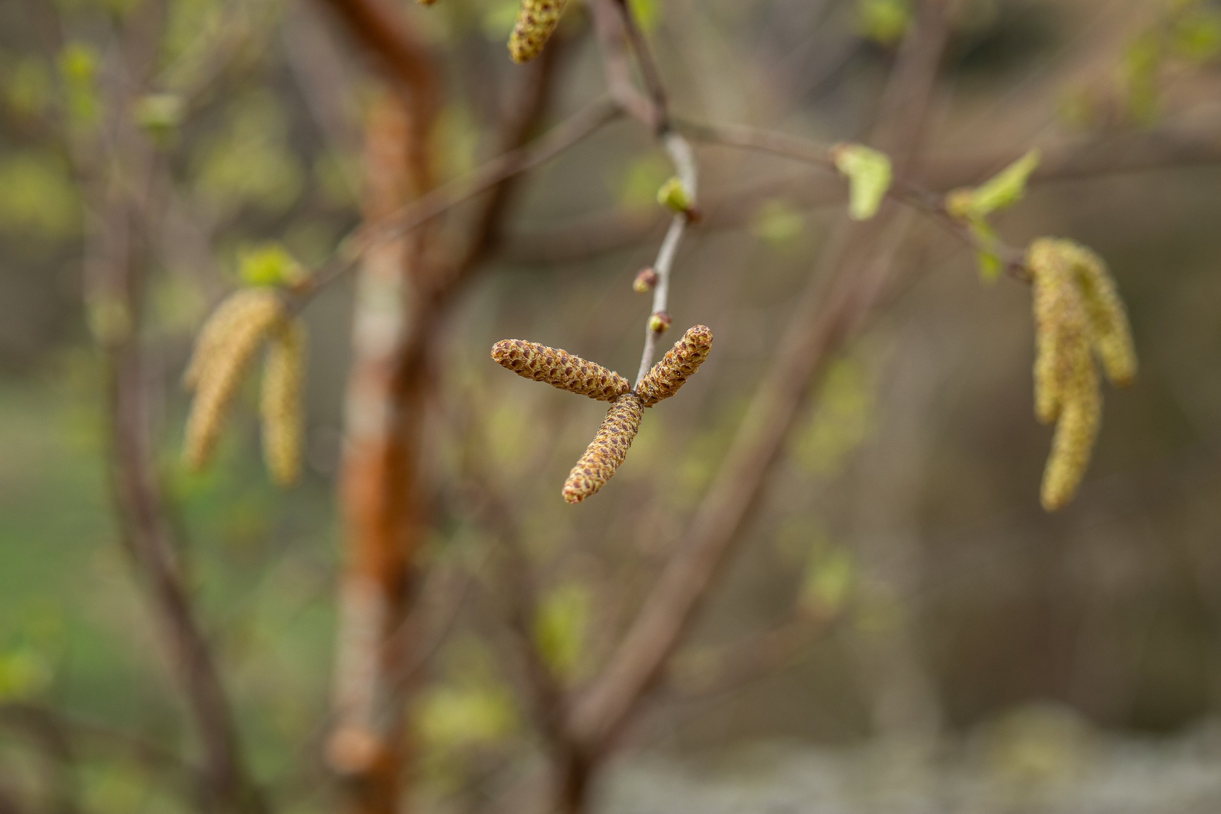 Birch 23 with catkins - first mature tree 16.4.24 (4 of 6).jpg