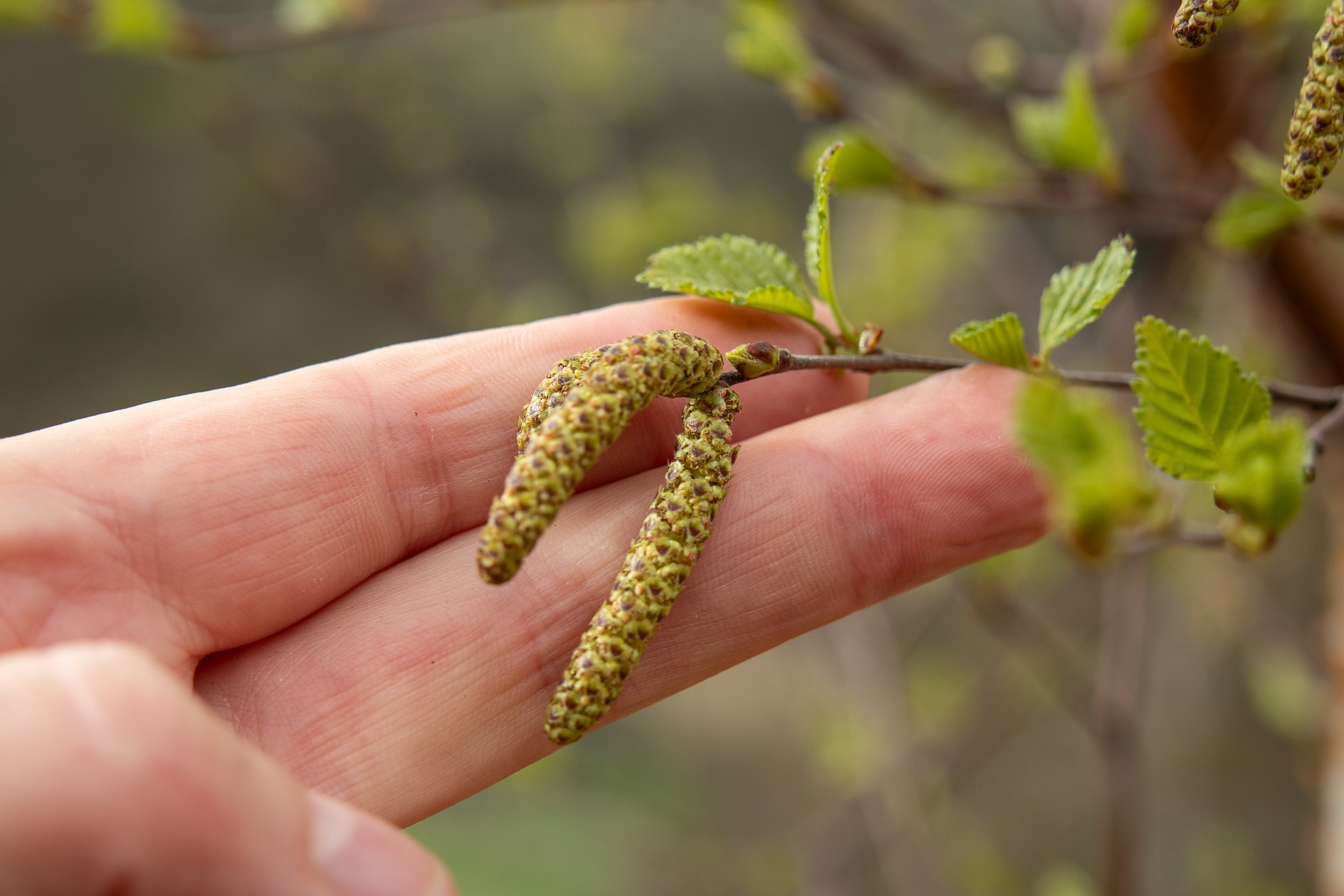 Birch 23 with catkins - first mature tree 16.4.24 (3 of 6).jpg