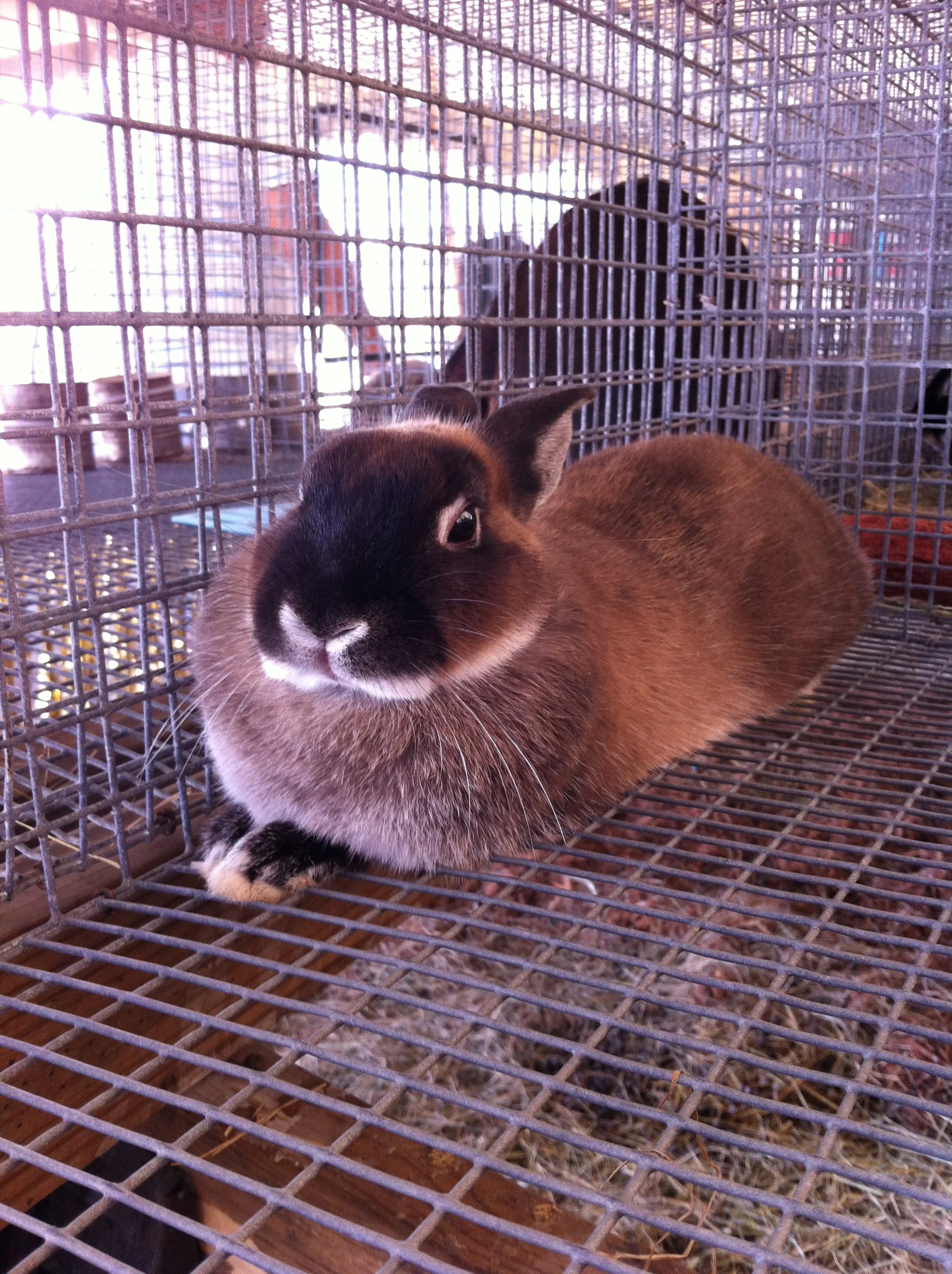 Bunnies.jpg