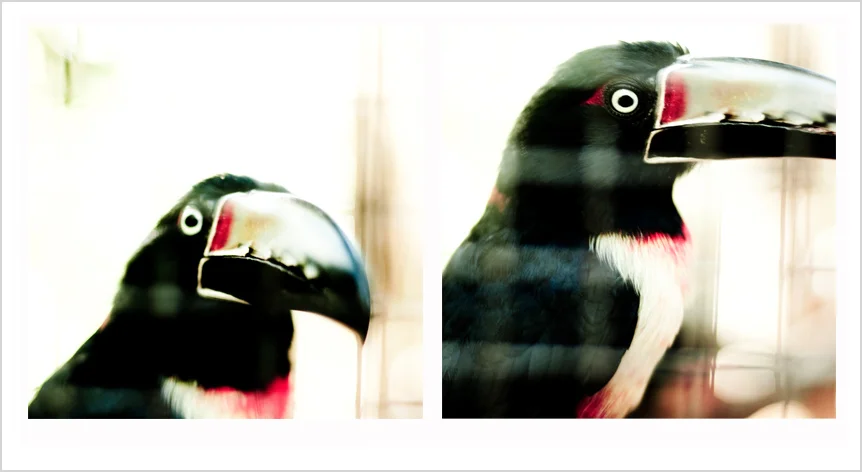 toucan.jpg