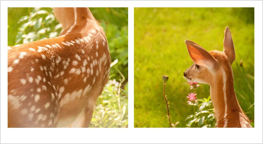 babydeer.jpg