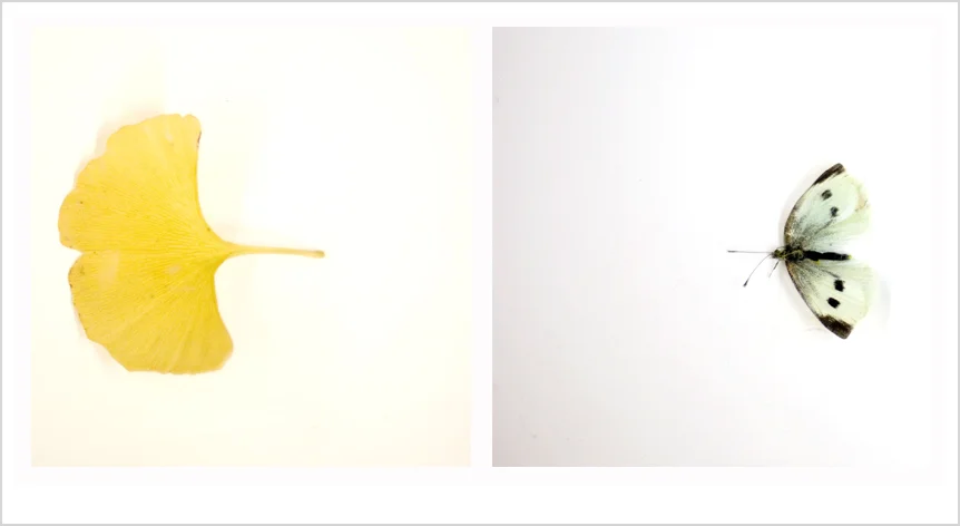 ginkobutterfly.jpg