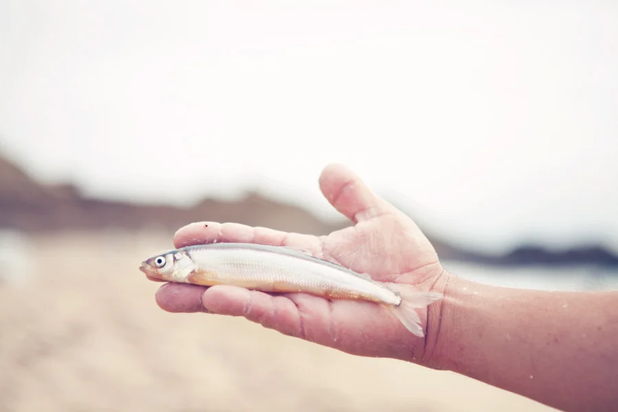 surfsmelt_web6.jpg