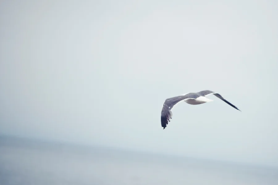 surfsmelt_web11.jpg