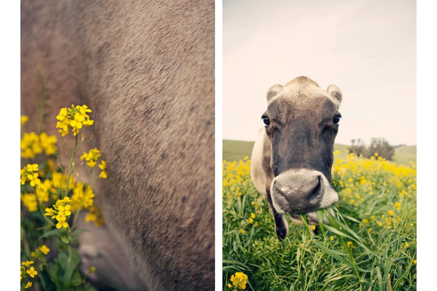 valleyfordcows2.jpg