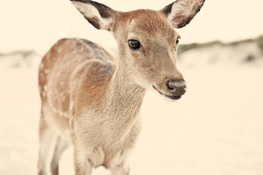 assateague_4-copy.jpg
