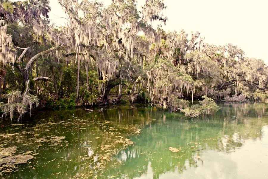 riverscape-copy.jpg