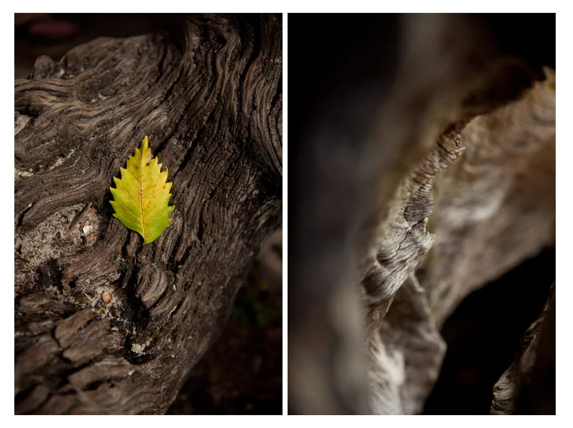 leaf.jpg