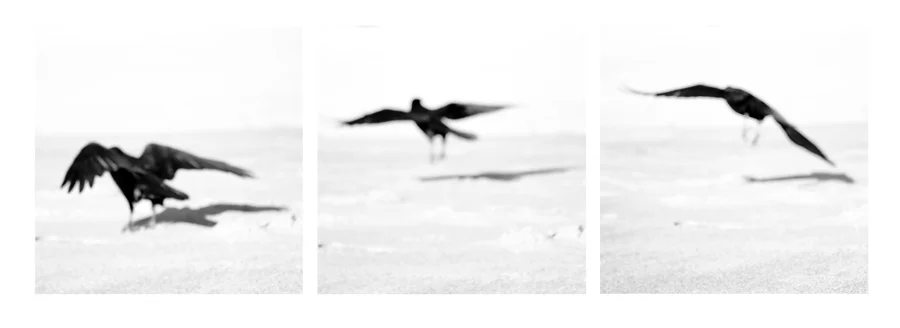 crows_flying.jpg