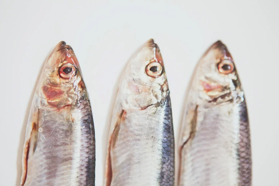 michalik_herring5.jpg