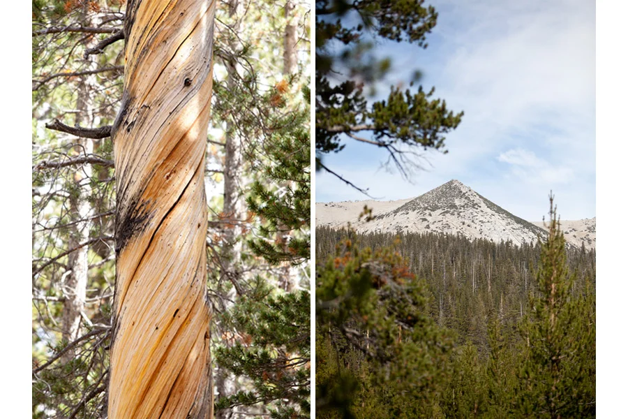 courtneymichalik_tuolumne_04.jpg
