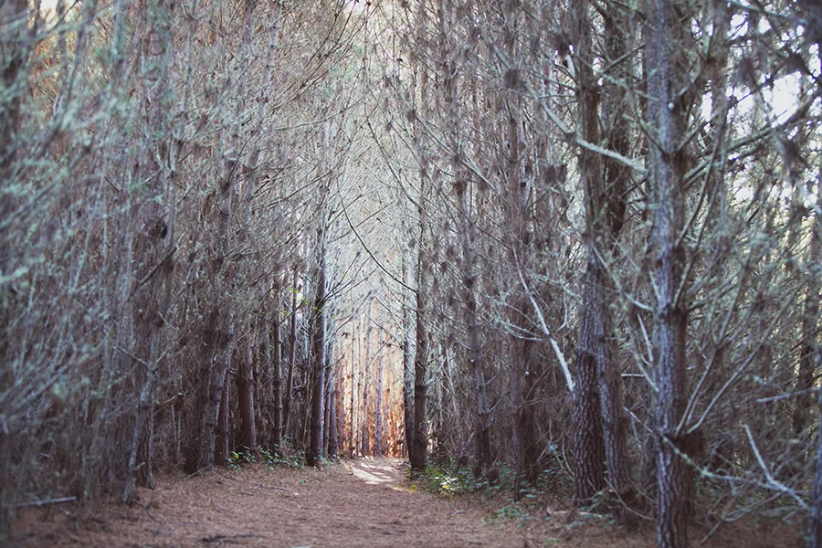 Point Reyes National Seashore. Bayview Trail. 2012