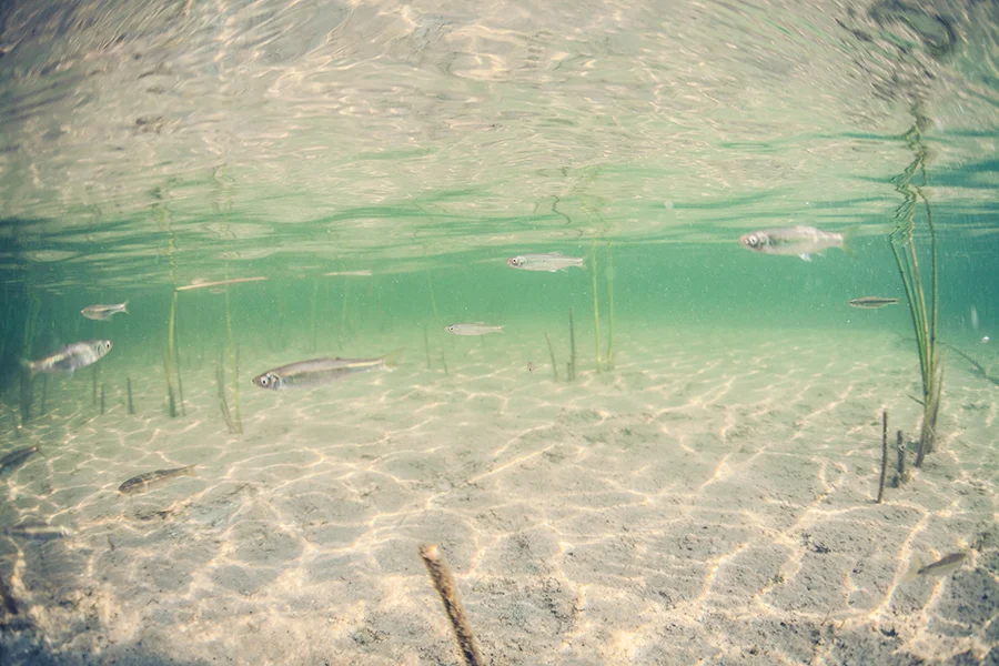 munderwater10-courtneymichalik.jpg