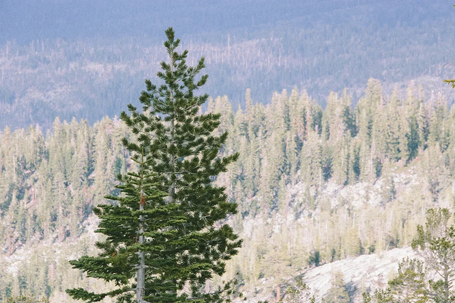 Yosemite-CourtneyMichalik_008.jpg