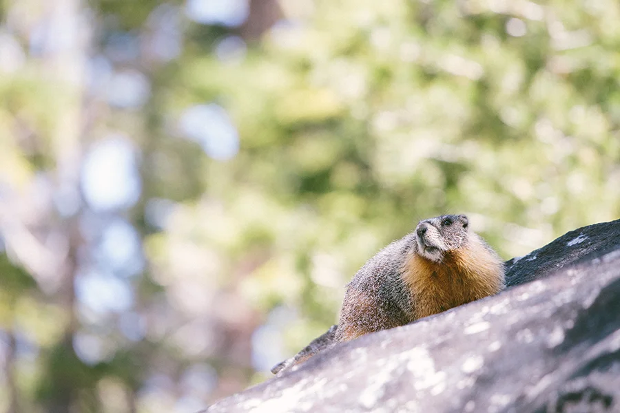 Yosemite-CourtneyMichalik_022.jpg