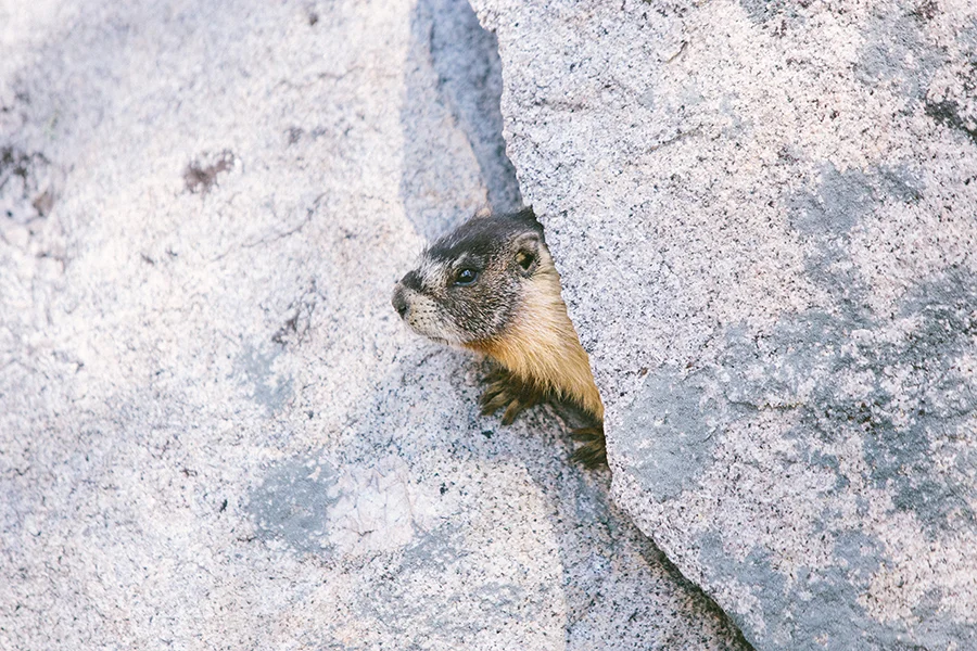 Yosemite-CourtneyMichalik_023.jpg