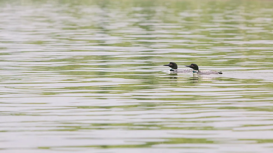 loons-thecompasspointshere1.jpg