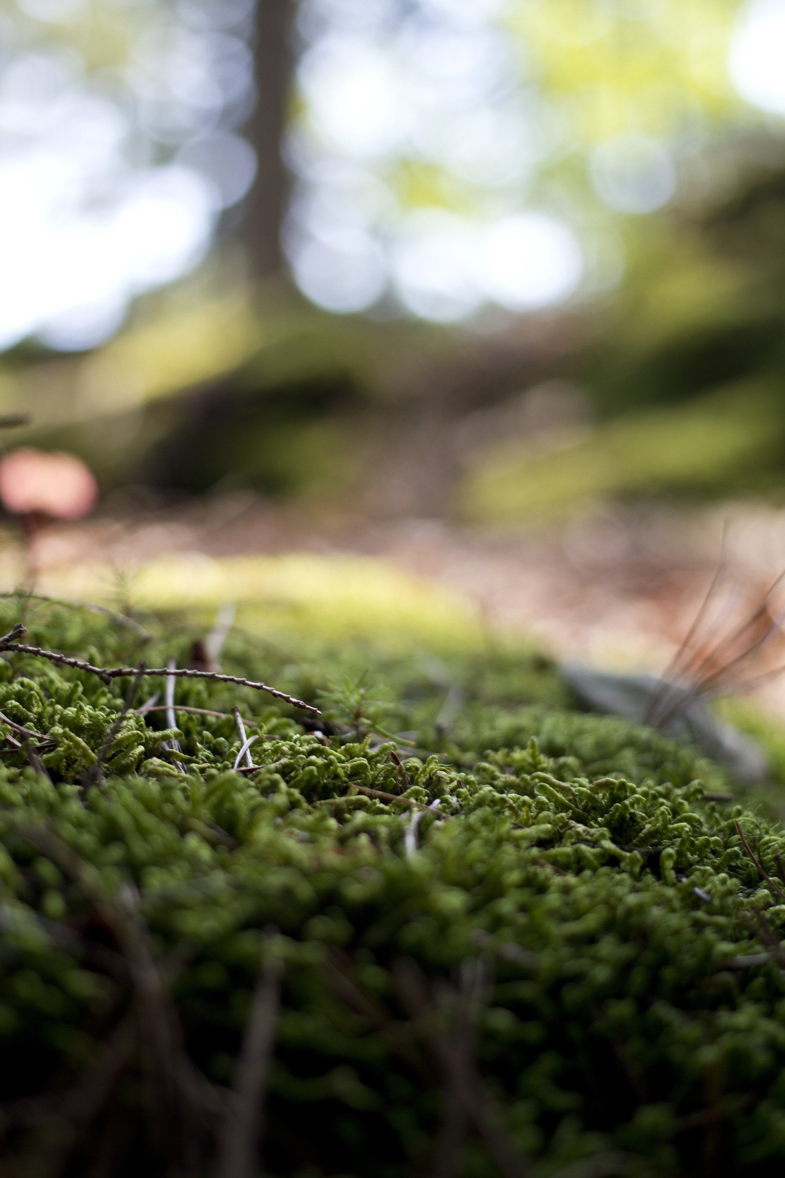 Miniature World - Acadia National Park