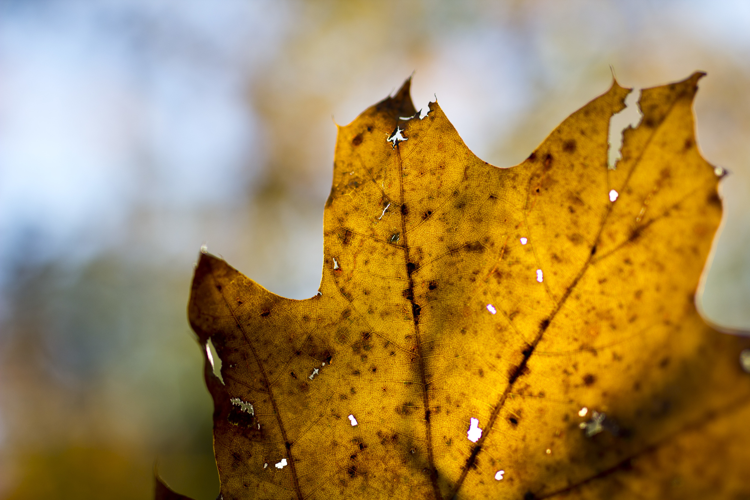 Autumn in New England