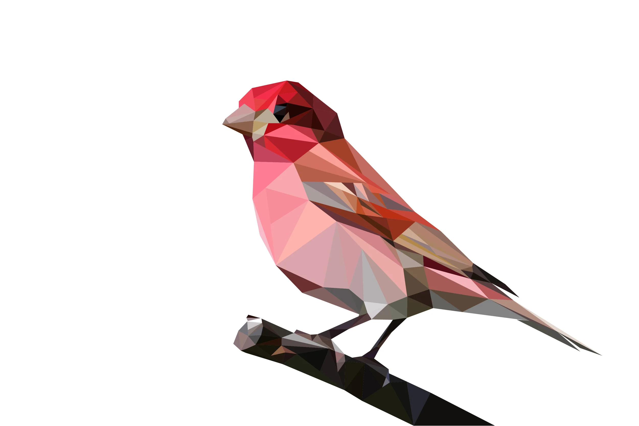 Purple Finch (although, it's sorta pink, huh?)