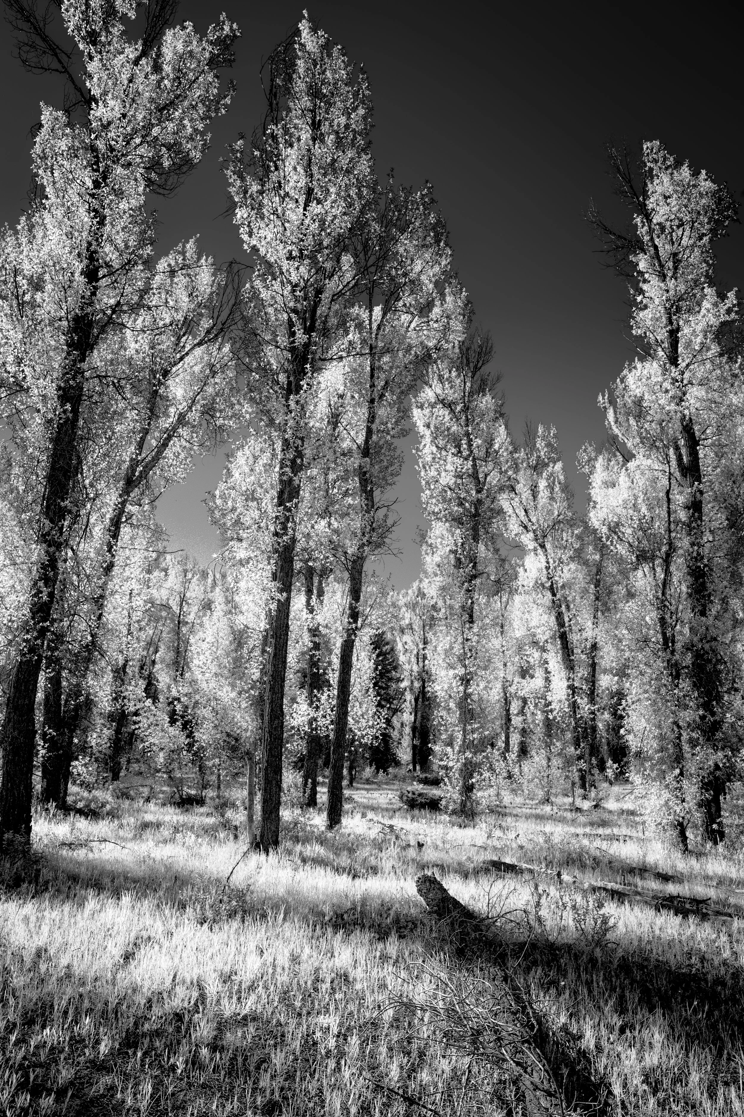 GrandTetons-2618.jpg