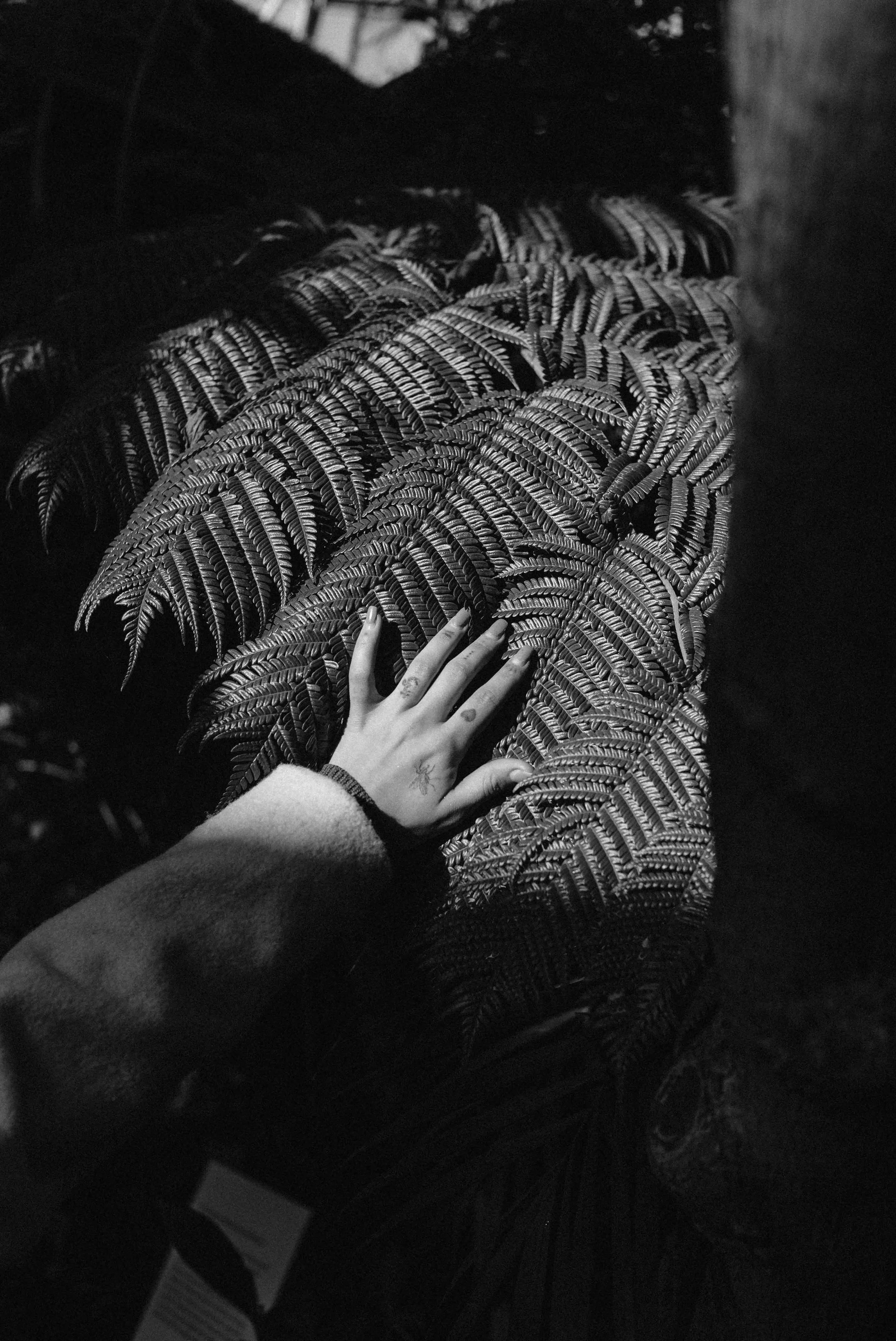 TmbrwarBWBotanical-15.jpg