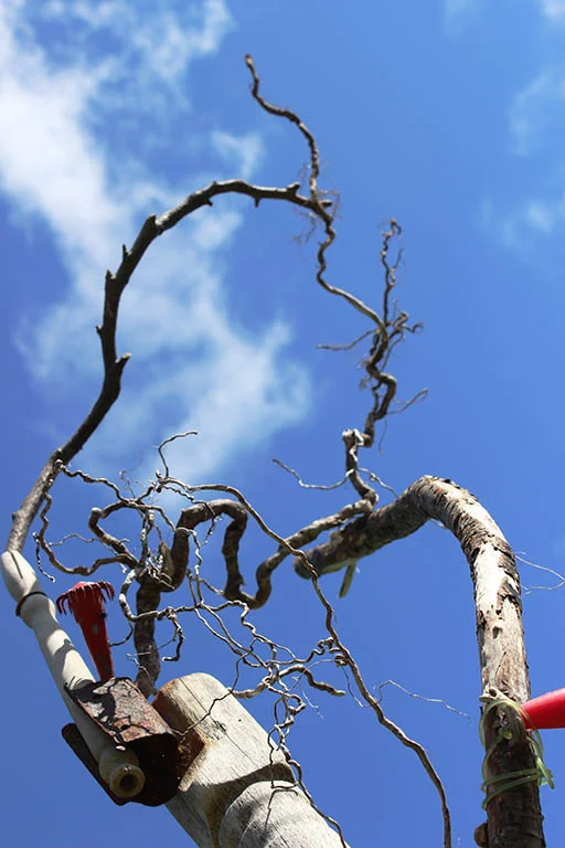 Duntara (detail_5).jpg
