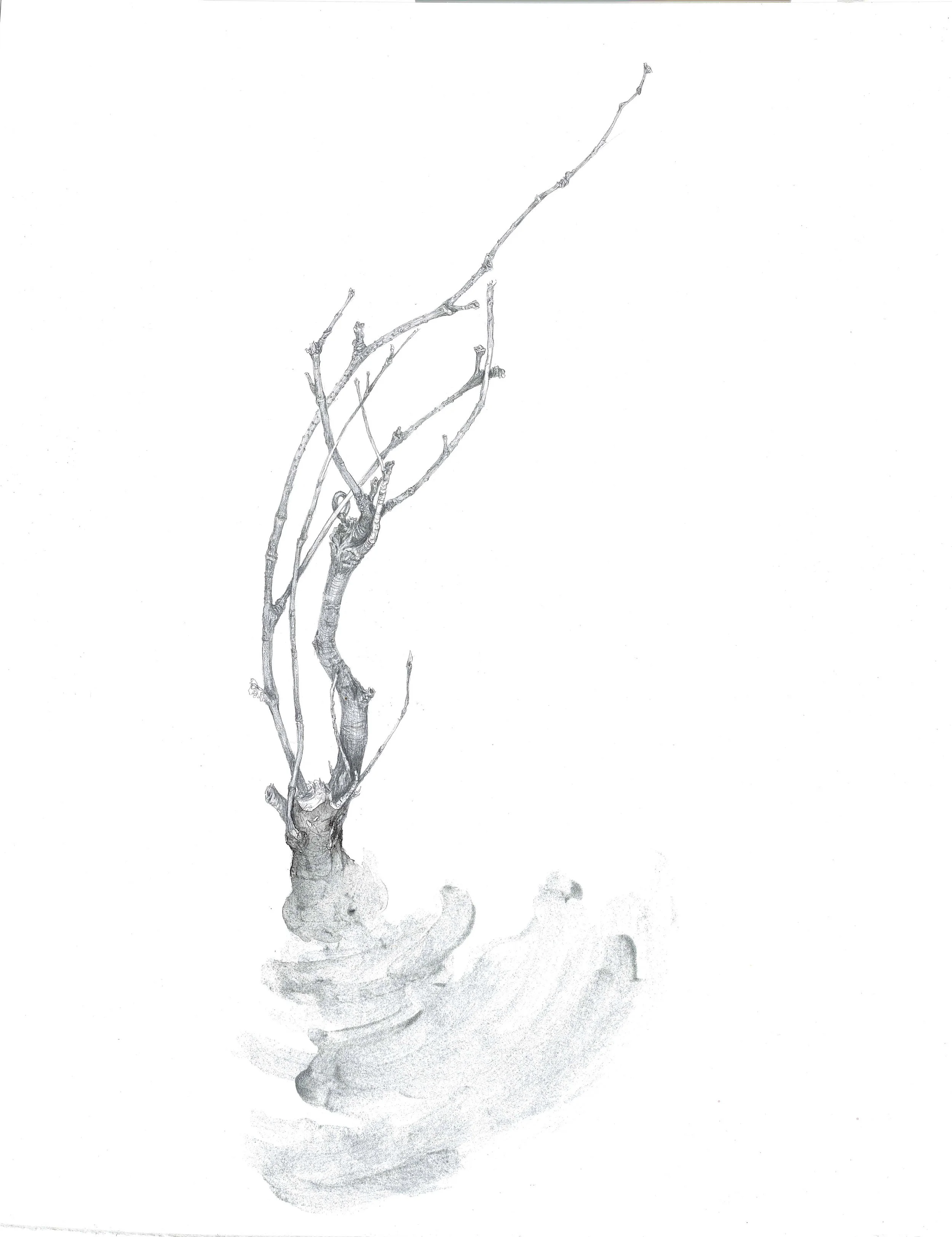 flurry.jpg