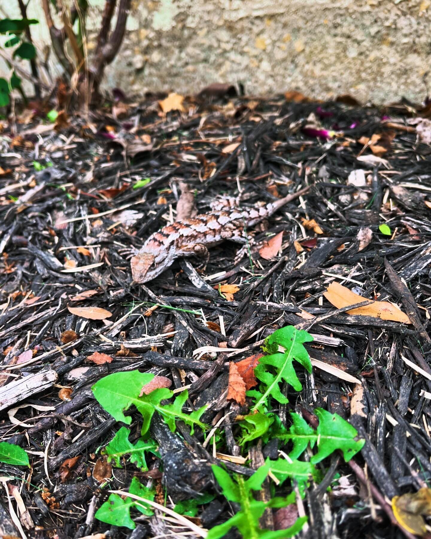 Made a new friend while doing yardwork. What should we name him? 🦎