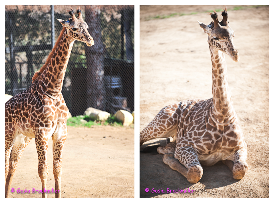 girag.jpg