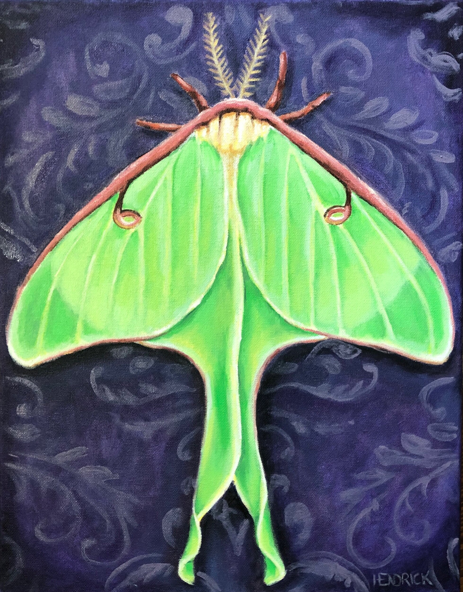 Luna Moth, 14x18”, Oil
