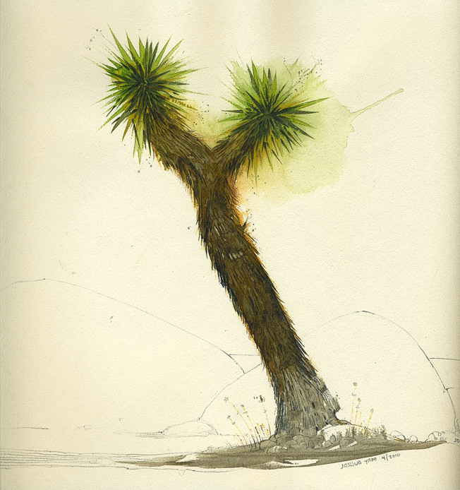 JoshuaTree2010_wc.jpg