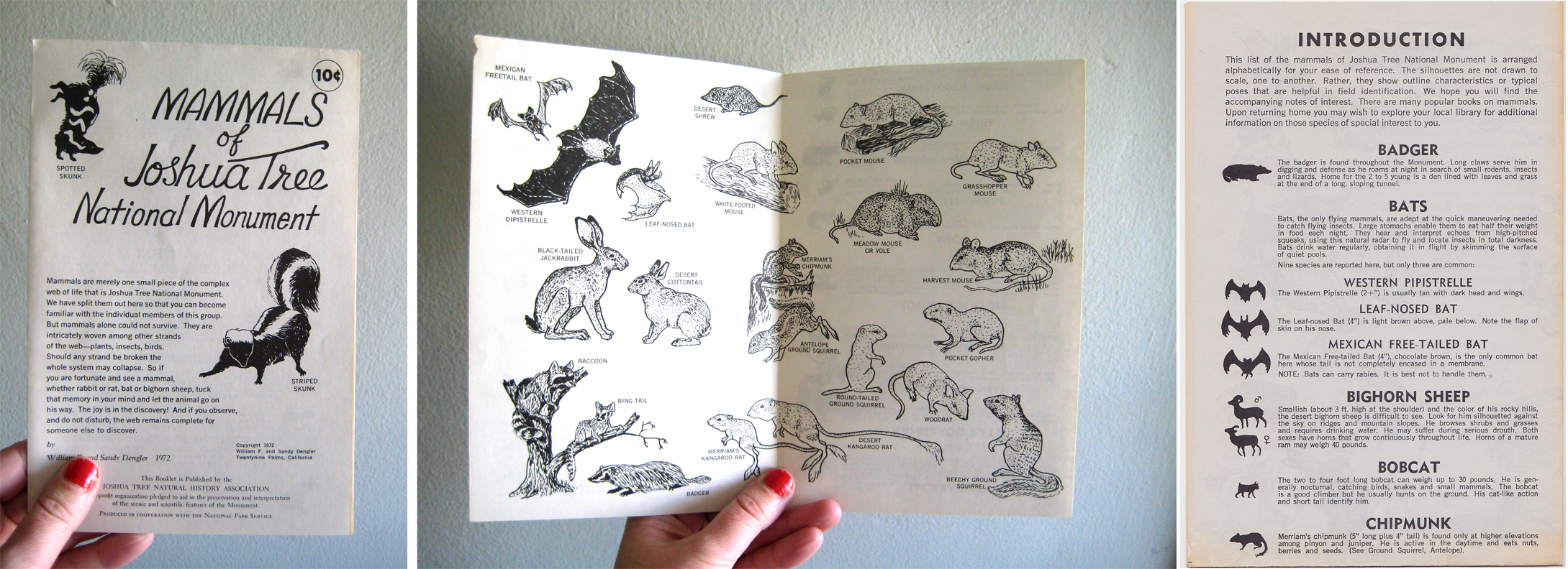 Mammals of Joshua Tree National Monument , by the Joshua Tree Natural History Association in 1972.