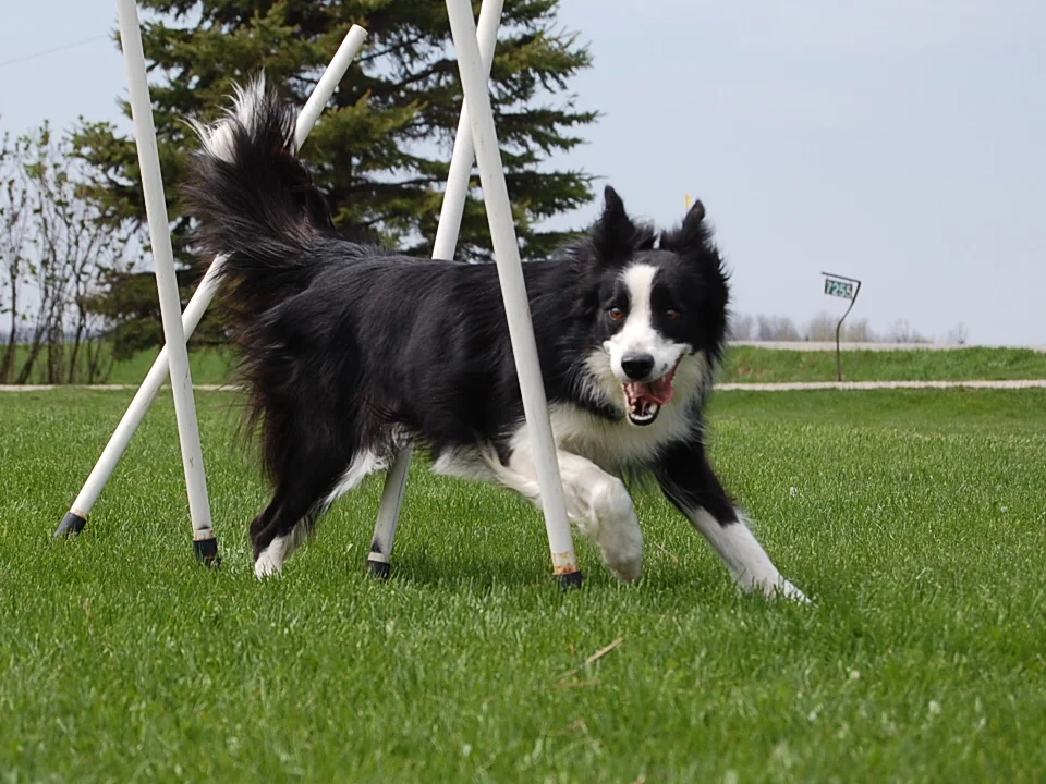 margarets dogs 077.jpg