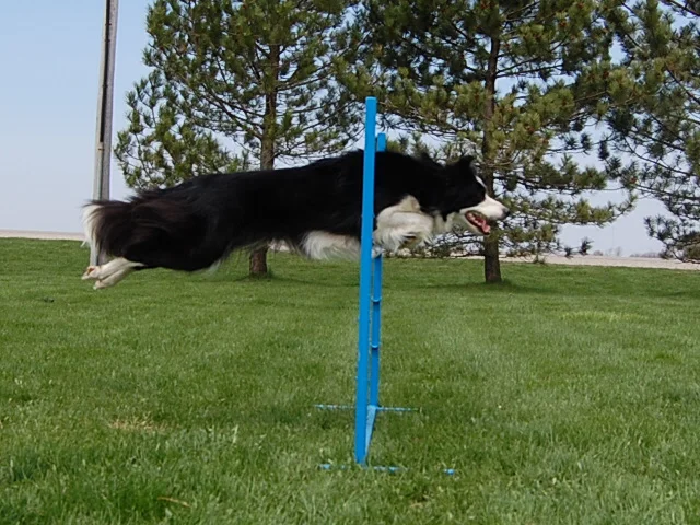 margarets dogs 071.jpg