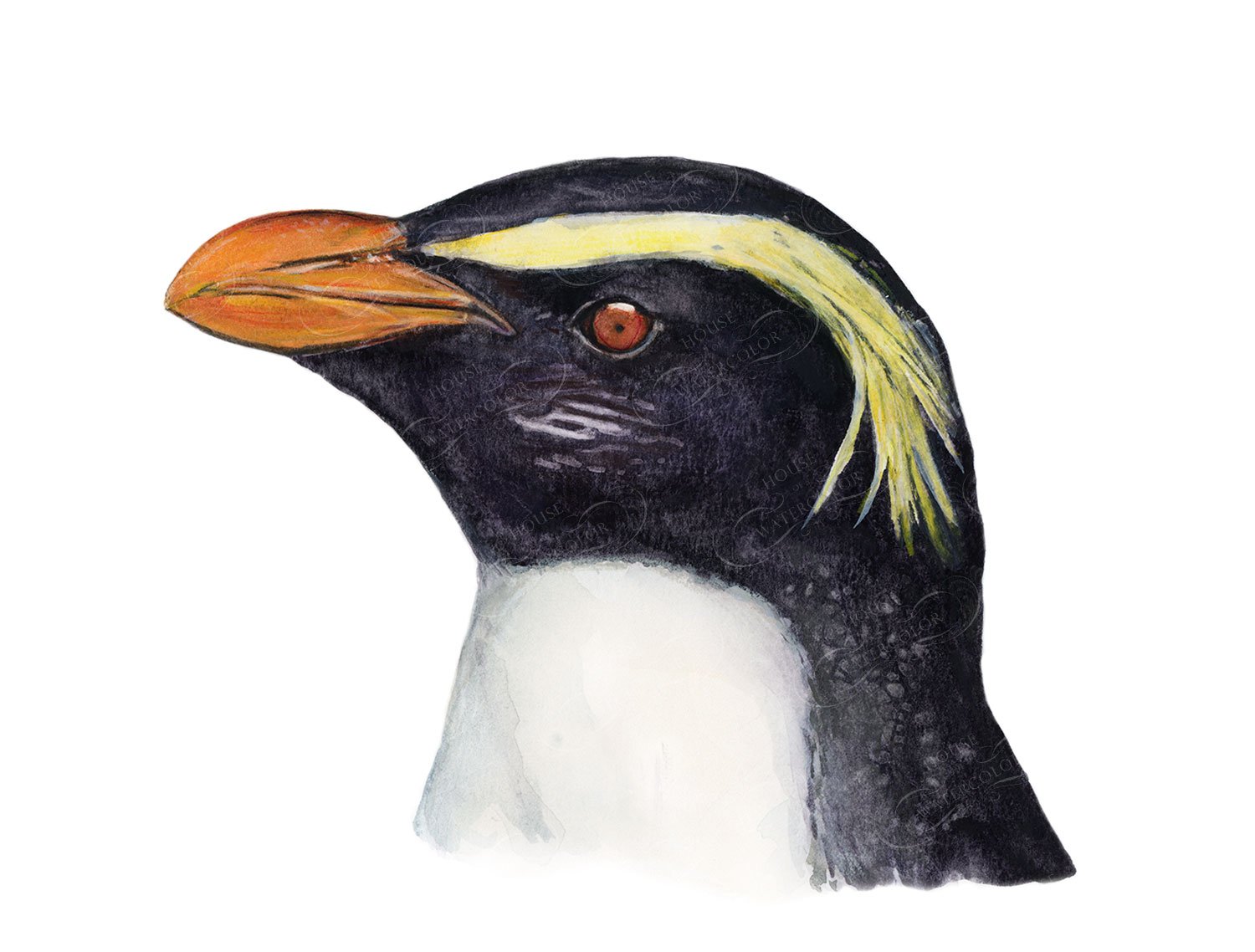Fiordland Penguin Watercolor
