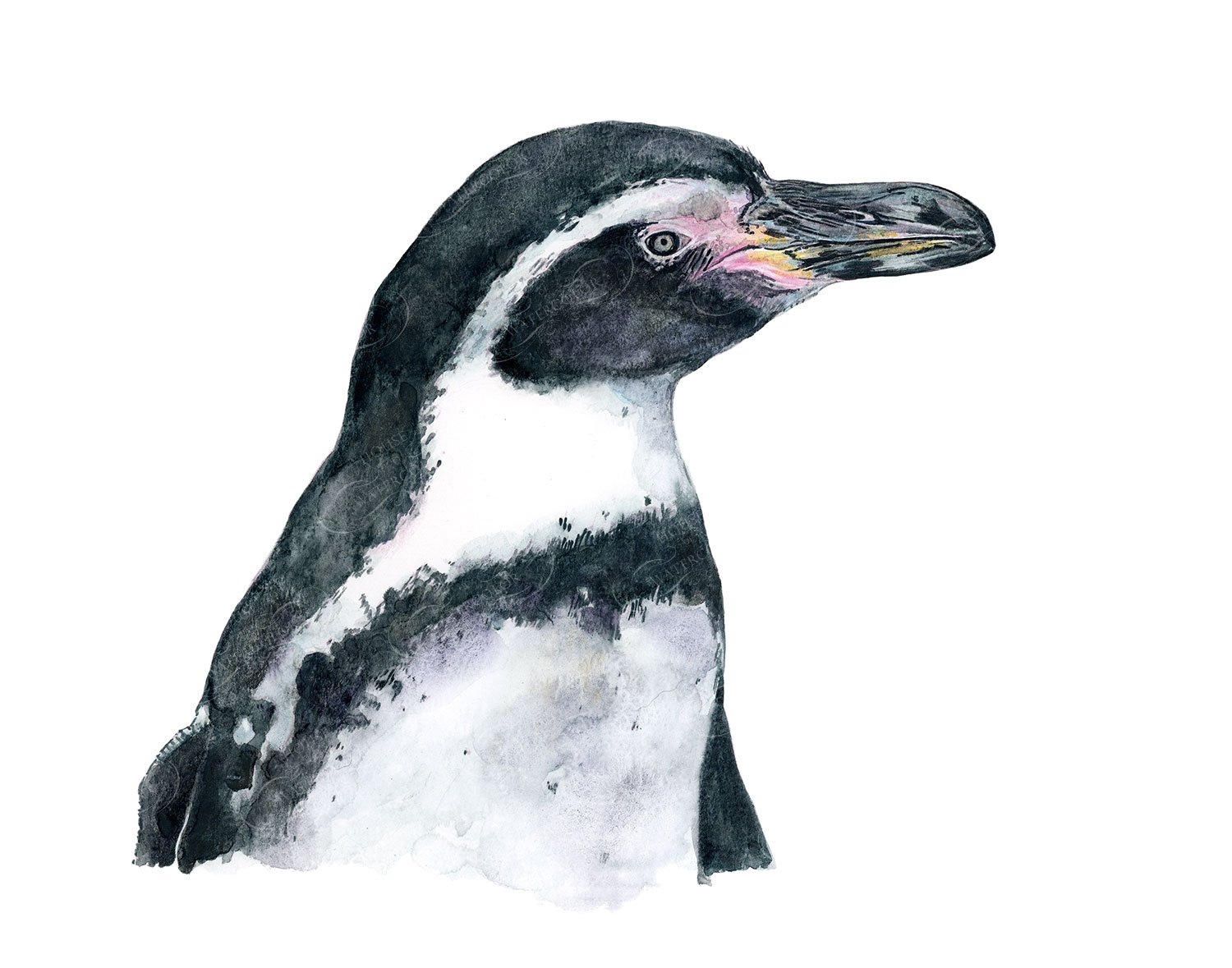 Humboldt Penguin Watercolor